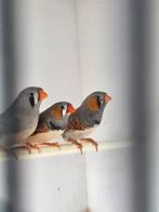 Zebravinken (split charcoal), Meerdere dieren, Tropenvogel