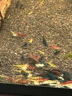 Skittelmix happymix neocaridina garnalen, Dieren en Toebehoren, Vissen | Aquariumvissen, Kreeft, Krab of Garnaal, Zoetwatervis