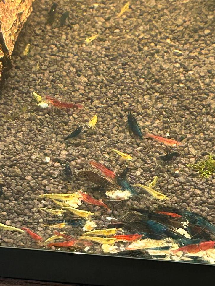 Skittelmix happymix neocaridina garnalen, Dieren en Toebehoren, Vissen | Aquariumvissen, Zoetwatervis, Kreeft, Krab of Garnaal