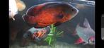 Pauwoog cichlide  (copper oscar), Dieren en Toebehoren, Vissen | Aquariumvissen, Vis