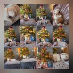 Labrador puppy's te koop, Dieren en Toebehoren, Honden | Retrievers, Spaniëls en Waterhonden, Rabiës (hondsdolheid), Teef, Labrador retriever