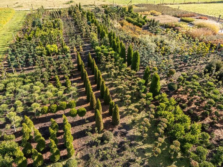 Vormsnoei Kwekerij zoekt Juniperus, Ilex, Photinia taxus, Tuin en Terras, Planten | Struiken en Hagen, Struik, Overige soorten