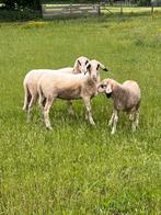 Karinthische brilschapen ( schapen ), Dieren en Toebehoren, Schapen, Geiten en Varkens, Meerdere dieren, Schaap