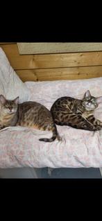Bengaal (herplaatsers), Dieren en Toebehoren, Katten en Kittens | Raskatten | Korthaar, Poes, Gechipt
