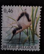 België kluut, Ophalen of Verzenden