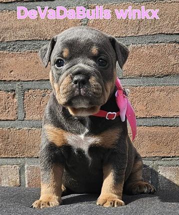 Old english bulldog meisje beschikbaar voor biedingen
