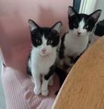 Sonja en sjakie zoeken een nieuw huis., Dieren en Toebehoren, Katten en Kittens | Overige Katten, Meerdere dieren