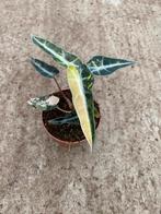 Alocasia Bambino Aurea Variegated, Ophalen of Verzenden, Overige soorten, Minder dan 100 cm