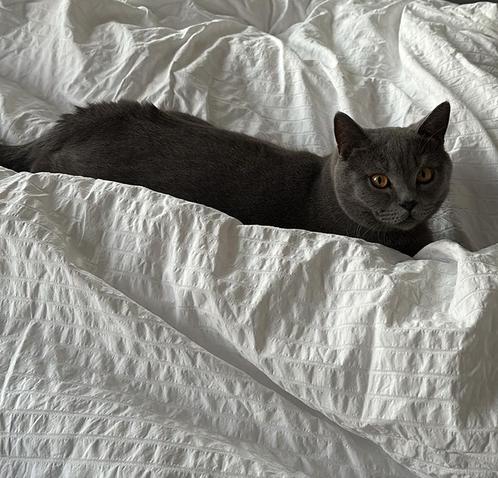 Britse Korthaar, Dieren en Toebehoren, Katten en Kittens | Raskatten | Korthaar, Kater