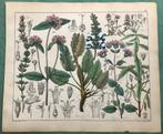 hand gekleurde litho - Botanische prenten - ca.1900, Antiek en Kunst, Kunst | Etsen en Gravures, Ophalen of Verzenden