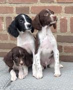 Zeer speciale LABRADOR x HEIDEWACHTEL pups, Dieren en Toebehoren, Honden | Niet-rashonden, Nederland, CDV (hondenziekte), 8 tot 15 weken