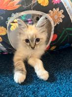 100% ragdoll kittens, Dieren en Toebehoren, Meerdere dieren, Gechipt, 0 tot 2 jaar