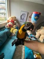 Te Koop Mooie Grote Ara Papagaai pop, Dieren en Toebehoren, Vogels | Parkieten en Papegaaien, Meerdere dieren, Papegaai