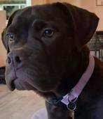 Loetje zoekt stabiele baasjes, Dieren en Toebehoren, Honden | Bulldogs, Pinschers en Molossers, Rabiës (hondsdolheid), 15 weken tot 1 jaar