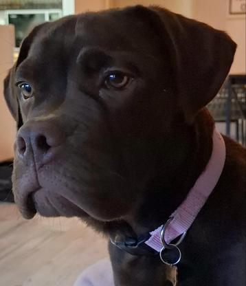 Loetje zoekt stabiele baasjes beschikbaar voor biedingen
