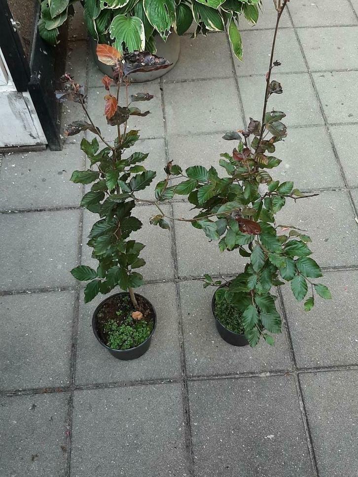 Fagus sylvatica 'Atropunicea' Haag Bruine Rode beuk in pot, Tuin en Terras, Planten | Struiken en Hagen, Haag, Beukenhaag, Minder dan 100 cm