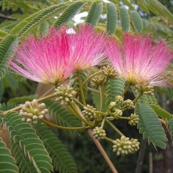 Grote Albizia boubri ombrella! Perzische slaapboom beschikbaar voor biedingen