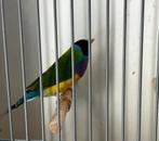 Gouldamandine koppels, Dieren en Toebehoren, Vogels | Overige Vogels, Meerdere dieren, Geringd