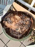 petrified wood uit Arizona zeldzaam mooi stuk, Ophalen of Verzenden