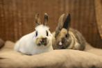 Gecastreerde konijnen | Lieve, jonge hangoordwerg konijnen!, Dieren en Toebehoren, Konijnen, Mannelijk, Dwerg, 0 tot 2 jaar, Hangoor