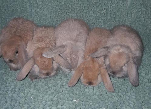 Jonge hangoordwergjes., Dieren en Toebehoren, Konijnen, Dwerg, Meerdere dieren