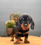 Standaard Ruwhaar Teckel pups met FCI stamboom, 8 tot 15 weken, Teef, Meerdere, Ruwhaar