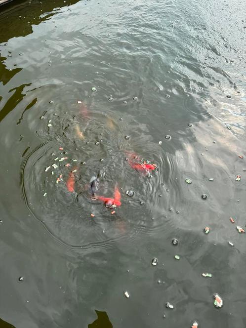 Vijver vissen te koop, Dieren en Toebehoren, Vissen | Vijvervissen, Overige soorten