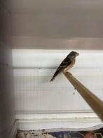 Koppel citroenborst edelzangers, Meerdere dieren