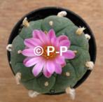 Mooiste Peyote Cactus met paarsroze bloemen ! L. jourdaniana, Verzenden, Minder dan 100 cm, Bloeiende kamerplant, Volle zon