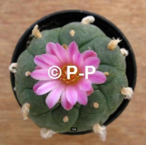 Mooiste Peyote Cactus met paarsroze bloemen ! L. jourdaniana, Huis en Inrichting, Kamerplanten, Cactus, Minder dan 100 cm, Bloeiende kamerplant