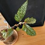 Begonia medora stek nr 5, Ophalen of Verzenden, Halfschaduw, Minder dan 100 cm