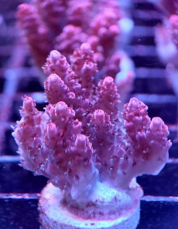 Acropora beschikbaar voor biedingen
