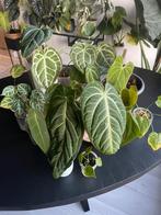 Pakket collectie Anthuriums kamerplanten, Huis en Inrichting, Kamerplanten, Ophalen, Overige soorten, Minder dan 100 cm