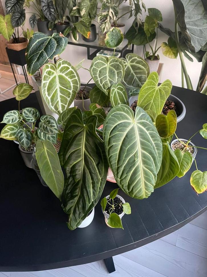 Pakket collectie Anthuriums kamerplanten, Huis en Inrichting, Kamerplanten, Overige soorten, Minder dan 100 cm, Ophalen