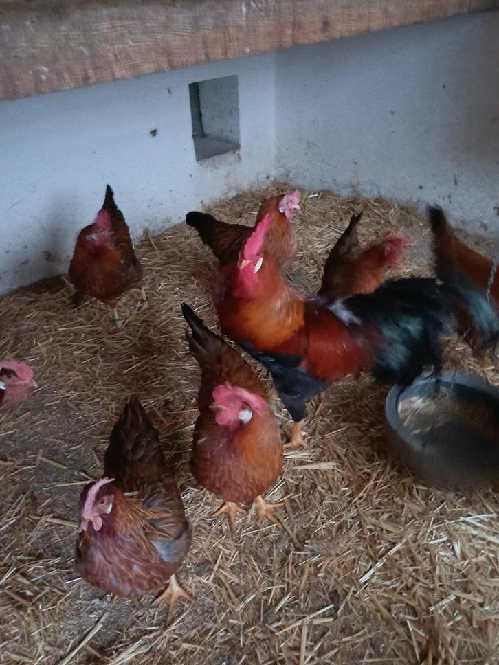 Leghorn goud patrijs kippen, Dieren en Toebehoren, Pluimvee, Kip, Vrouwelijk