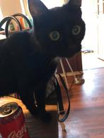 Pers en gewone kat, Poes