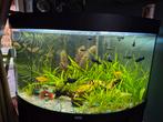 Aquarium juwel hoek, Dieren en Toebehoren, Ophalen, Zo goed als nieuw, Gevuld zoetwateraquarium