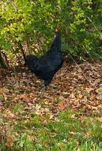 Jonge Jersey Giant kippen, Dieren en Toebehoren, Pluimvee, Meerdere dieren, Kip