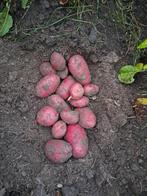 Biologische klei aardappels, Diversen, Levensmiddelen, Ophalen