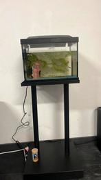 Guppies met aquarim, Dieren en Toebehoren, Ophalen of Verzenden, Zo goed als nieuw, Gevuld zoetwateraquarium