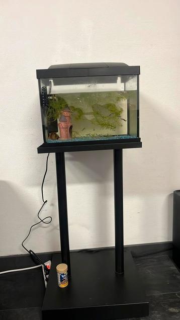 Guppies met aquarim beschikbaar voor biedingen