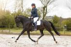 10 jarige KWPN merrie (Fairytale x Gribraldi), Dieren en Toebehoren, Paarden, Merrie, B, Gechipt, Dressuurpaard