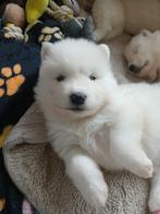 Prachtige Samojeed pups, Dieren en Toebehoren, Overige rassen, 8 tot 15 weken, Meerdere, Meerdere dieren