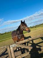 Leuke vriendelijke ruin., Dieren en Toebehoren, Paarden, Gechipt, Ruin, Niet van toepassing, 3 tot 6 jaar