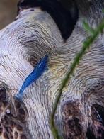 Neocaridina Blue Dream Garnalen - Ook verzenden, Dieren en Toebehoren, Vissen | Aquariumvissen, Kreeft, Krab of Garnaal, Zoetwatervis