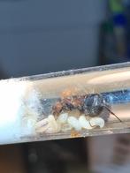 Myrmicaria brunnea mieren koningin met broed, Dieren en Toebehoren, Insecten en Spinnen, Mieren