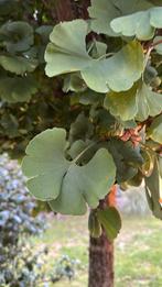 ginkgo biloba boom. 2,8 hoog, Ophalen