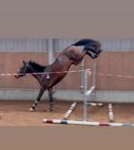Lieve 3 jarige allround sportpaard, Dieren en Toebehoren, Paarden, Springpaard, Met stamboom, B, Ruin