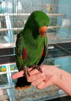 Edelpapegaai man super tam en getest., Mannelijk, Papegaai, Tam