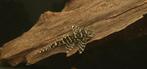 Hypancistrus L66, Vis, Zoetwatervis, Schoolvis